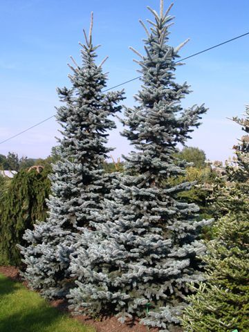 Ель колючая Ольденбург/Picea pungens Oldenburg 20-30 С3