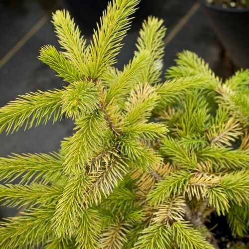 Ель колючая Стенли Голд/Picea pungens Stanley Gold 15-20 С 1.5 (Верещак)