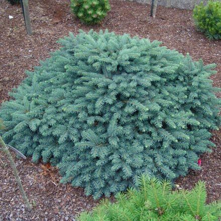 Ель колючая Вальдбрун/Picea pungens Waldbrunn 30-40 В (Верещак)