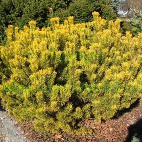 Сосна горная Карстенс Винтерголод/Pinus mugo Carstens Wintergold 30-40 В (Верещак)