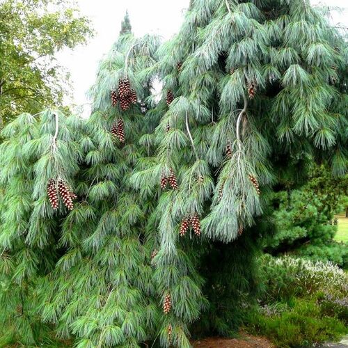 Сосна веймутова Пендула/Pinus strobus Pendula 40-60 С2