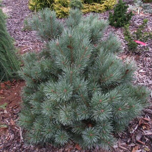 Сосна обыкновенная Шантри Блю/Pinus sylvestris Chantry Blue 40-60 В (Верещак)