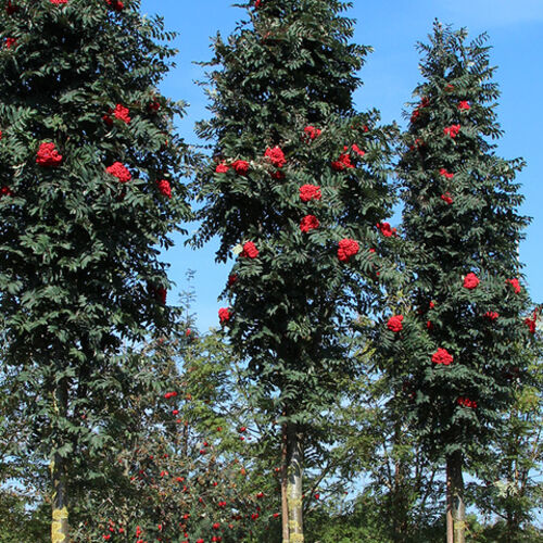 Рябина обыкновенная Фастигиата/Sorbus aucuparia Fastigiata 200-250 С18 (Верещак)