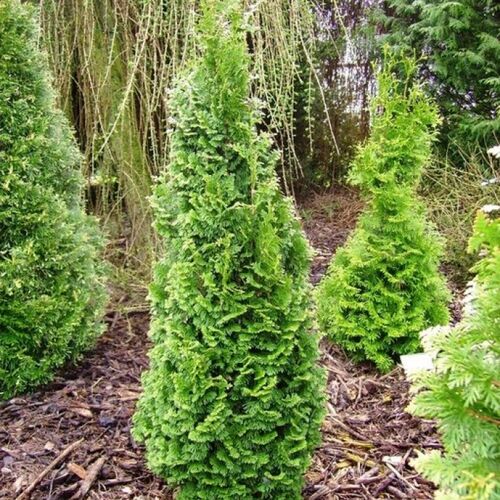 Туя западная Бробекс Тауер/Thuja occidentalis Brobeck`s Tower 80-100 В (Верещак)