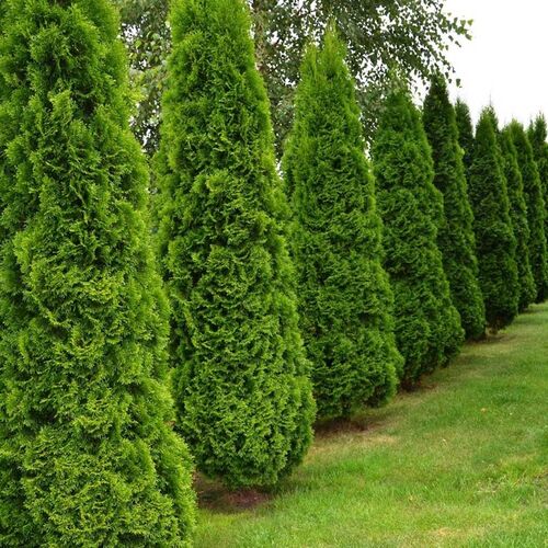 Туя западная Спиралис/Thuja occidentalis Spiralis 100-120 В (Верещак)