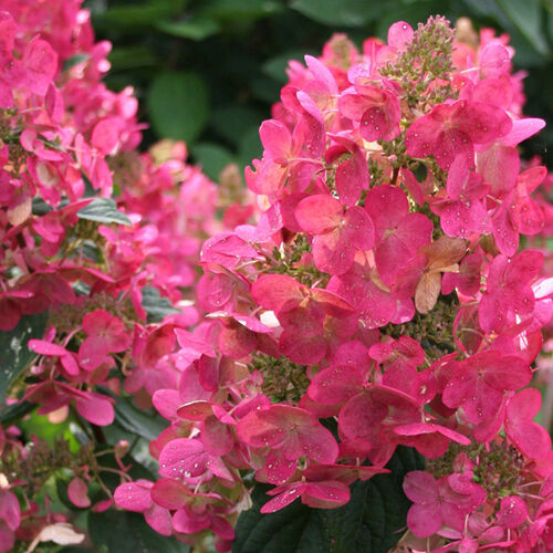 Гортензия метельчатая Мега Минди/Hydrangea paniculata Mega Mindy С3