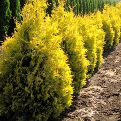 Туя западная Янтарь/Thuja occidentalis Jantar 100+ В/С20