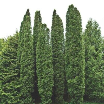 Туя западная Колумна/Thuja occidentalis Columna 120-140 В/С20