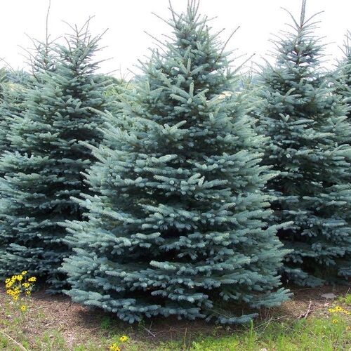 Ель колючая Блю Даймонд/Picea pungens Blue Diamond 30-50 С3