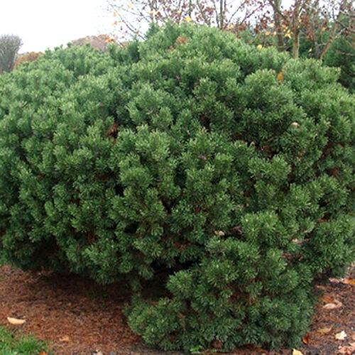Сосна горная Мопс/Pinus mugo Mops 30-40 Ра30 В