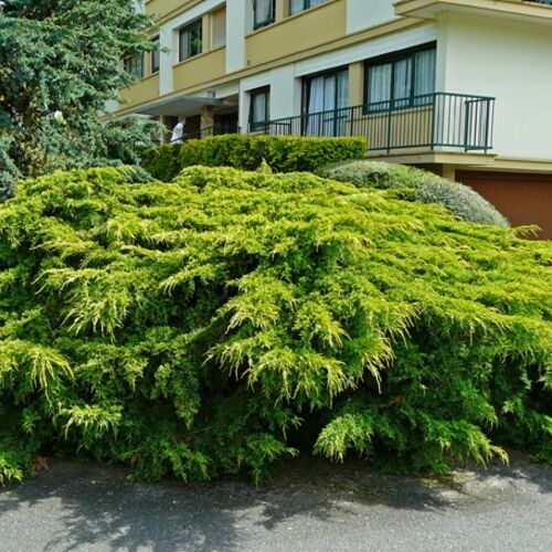 Можжевельник средний Олд Голд/Juniperus media Old Gold Ра 60-70 C18