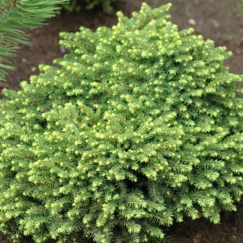 Ель обыкновенная Литл Джем/Picea abies Little Gem 20-25 С3