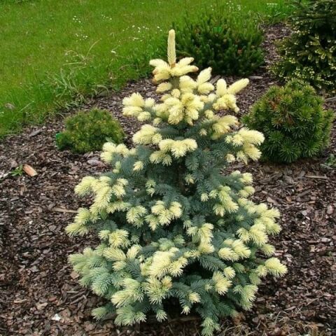 Ель колючая Биалобок/Picea pungens Bialobok 30-40 С2