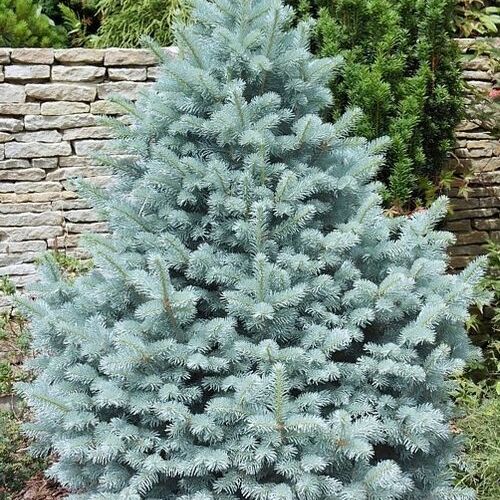 Ель колючая Блю Маунтин/Picea pungens Blue Mountain 30-40 С2