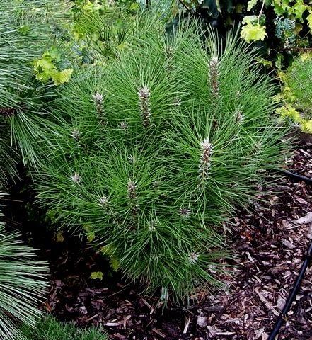 Сосна черная Ронделло/Pinus nigra Rondello 90-100 С40
