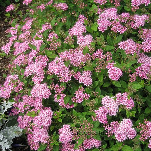 Спирея японская Литл Принцесс/Spiraea japonica Little Princess 20-40 C2/С3