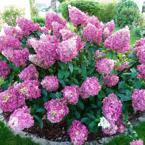 Гортензия метельчатая Сандей Фрайз/Hydrangea paniculata Sundae Fraise 40-60 С7,5