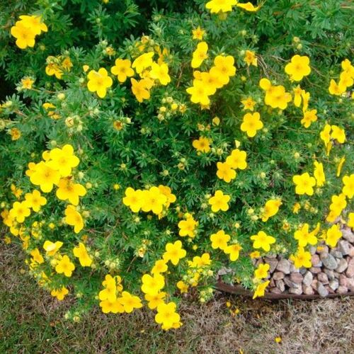 Лапчатка кустарниковая Голдстар/Potentilla fruticosa Goldstar 40-50 С2