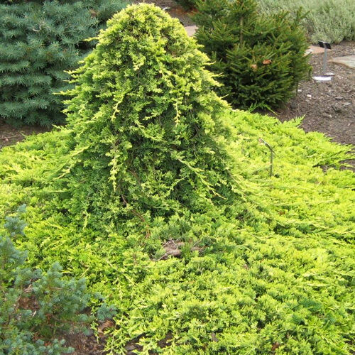 Можжевельник горизонтальный Голден Карпет/Juniperus horizontalis Golden Carpet 20-30 C7,5