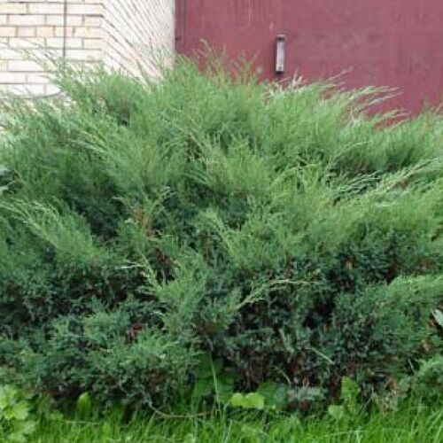 Можжевельник казацкий Мас/Juniperus sabina Mas 40-60 С7,5