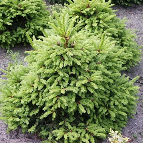 Ель обыкновенная Охлендорфии/Picea abies Ohlendorffii 30-40 ком