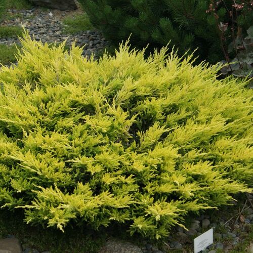 Можжевельник горизонтальный Лаймглоу/Juniperus horizontalis Limeglow 20-30 C5