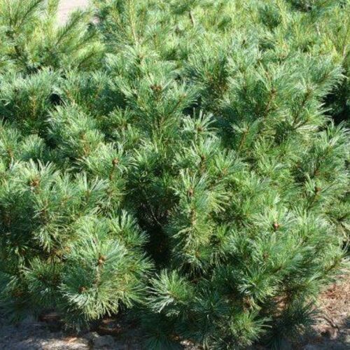 Сосна кедровая стланиковая Джедделох/Pinus pumila Jeddeloh 25-30 В (Верещак)