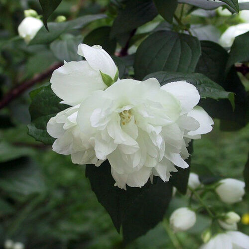 Чубушник Лемуана (гибридный) Дам Бланш/Philadelphus × lemoinei Dame Blanche (Ч22)