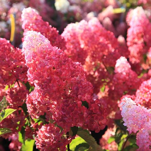 Гортензия метельчатая Фрэйз Мелба/Hydrangea paniculata Fraise Melba 60-80 С5