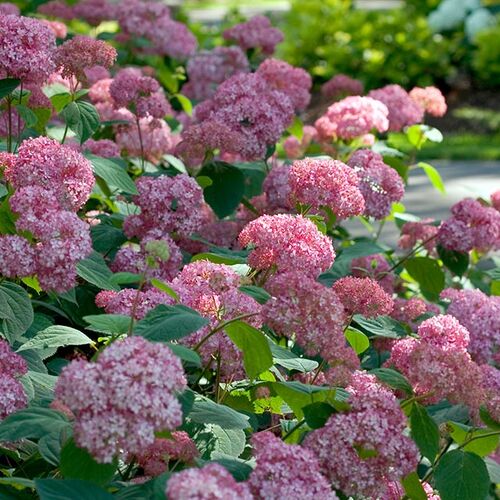 Гортензия древовидная Пинк Пинкушн/Hydrangea arborescens Pink Pincushion 30-40 С4