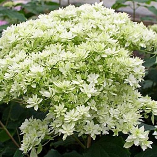 Гортензия древовидная Хаес Старбёрст/Hydrangea arborescens Hayes Starburst 40-60 С3