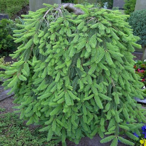 Ель обыкновенная Инверса/Picea abies Inversa 120-140 C10