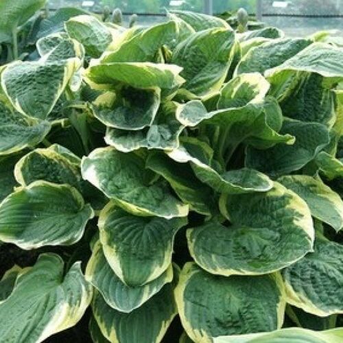 Хоста гибридная Кристмас Три/Hosta hybrid Christmas Tree Р1,5