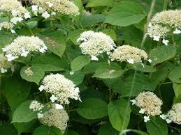 Гортензия древовидная Уайт Дом/Hydrangea arborescens White Dome 60-80 С5