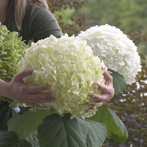 Гортензия древовидная/Hydrangea arborescens 15-20 С2