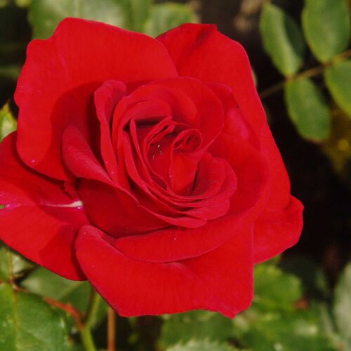 Роза флорибунда Аллотрия/Allotria (Tantau) C6
