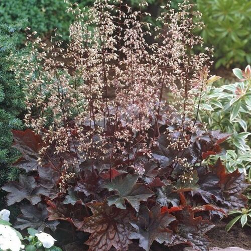 Гейхера мелкоцветковая Палас Пурпл/Heuchera micrantha Palace Purple P1.5