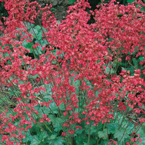 Гейхера кроваво-красная Спленденс/Heuchera sanguinea Splendens P1.5