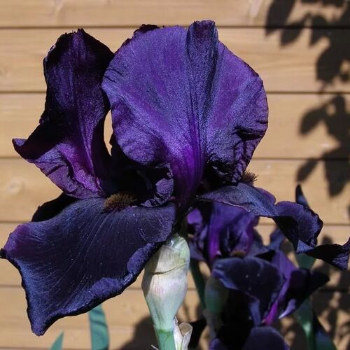 Ирис бородатый (германский) Блэк Найт/Iris germanica Black Knight С3