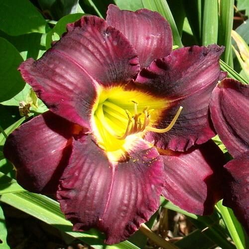 Лилейник гибридный Супер Пурпл/Hemerocallis hybrida Super Purple Р1,5