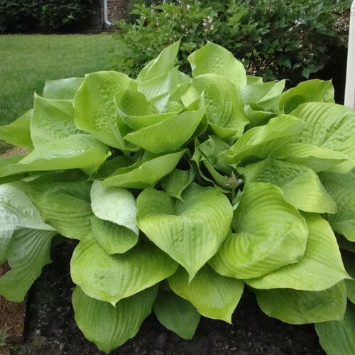 Хоста гибридная Сам энд Сабстэнс/Hosta hybrid Sum and Substance Р1,5