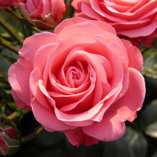 Роза флорибунда Белла Роза/Bella Rosa (Kordes) C6