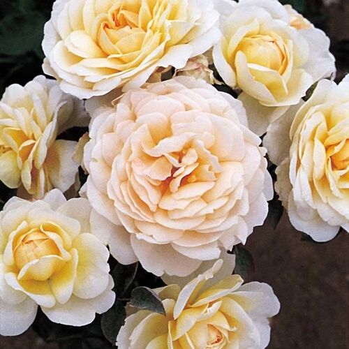 Роза флорибунда Крим Эбандэнс/Cream Abundance C6