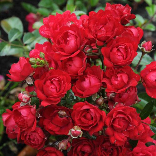 Роза почвопокровная Ред Фейри/Red Fairy С4