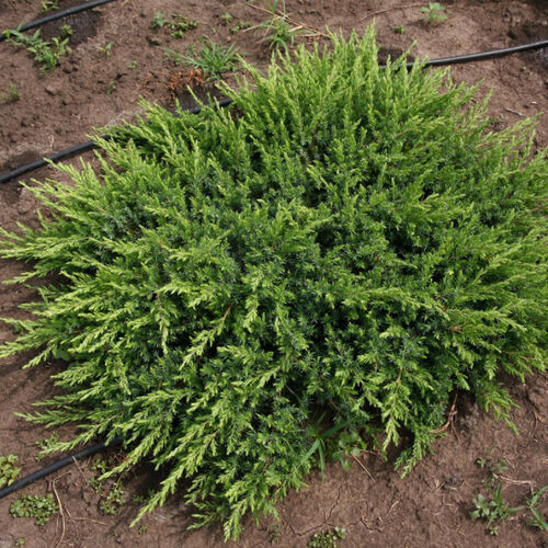 Можжевельник прибрежный Шлягер/juniperus conferta Schlager 25-30 С2