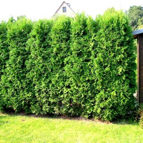 Туя западная Брабант/Thuja occidentalis Brabant 60-80 С3