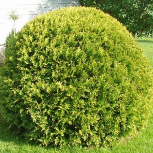 Туя западная Мириам/Thuja occidentalis Mirjam 20-30 C7,5