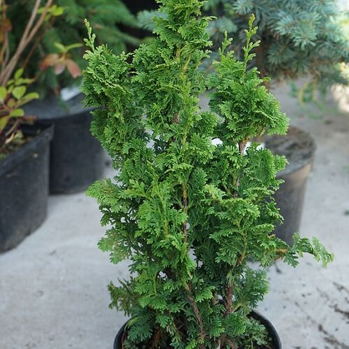 Туя западная Зматлик/Thuja occidentalis Zmatlik С2