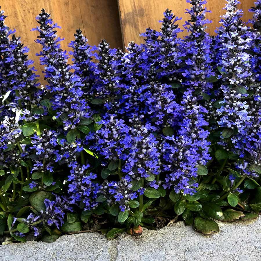 Живучка/Ajuga Р9