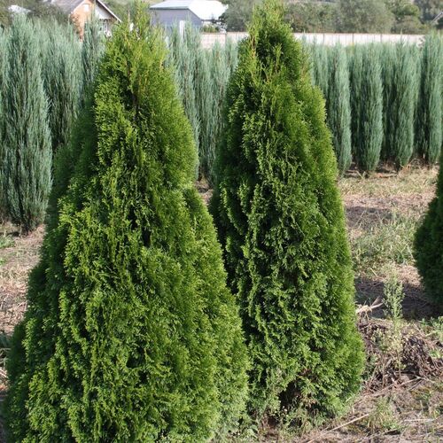 Туя западная Холмструп/Thuja occidentalis Holmstrup 40-60 С3